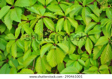 Ivy foliage. Close up