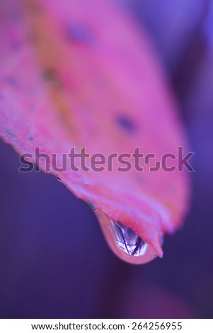 Drop on a pink sheet on a violet background in Autumn