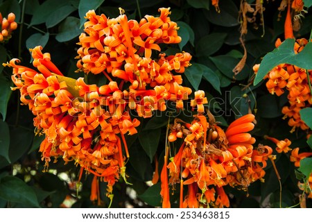 Orange trumpet, Flame flower, Fire-cracker vine on the wall