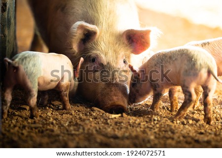A female pig with her piglets on a remote cattle station in Northern Territory, Australia, at sunrise.
