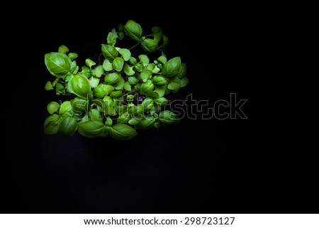 Single Basil plant surrounded and isolated by a black background