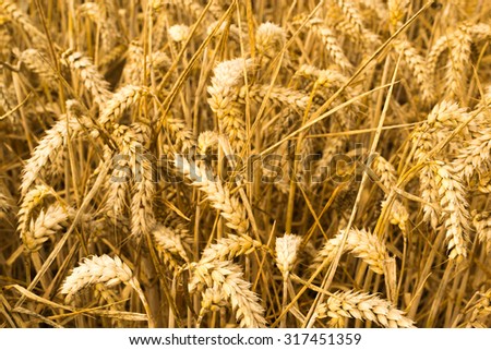 Closeup of ripe golden Grain growing in a summer wheat field background of a rich harvest idea and rural yellow colors