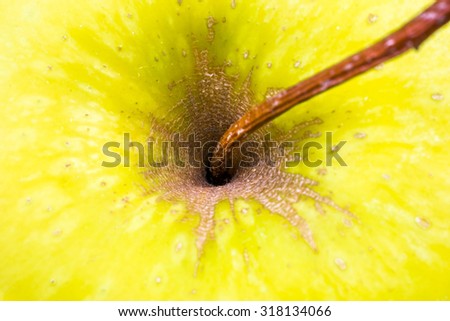 Closeup Macro image of a yellow apple stalk and stem