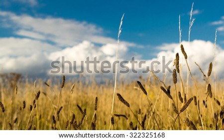 Golden colored weeds grow on deserted farmland set against a  blue summer sky with white clouds background