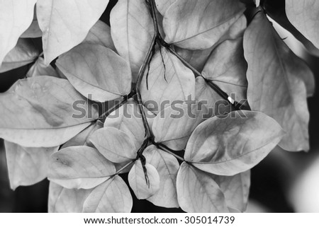 black and white leaf