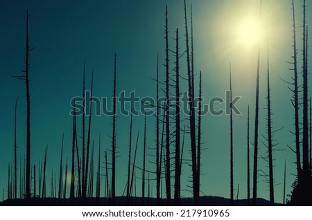 Environmental damage  Sun Shines Through Dead Fire Damaged Forest