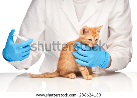 The veterinarian makes an injection to a cat with syringe over white background