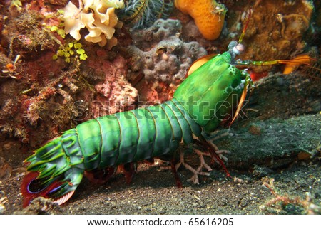 Underwater macro image of Peacock Mantis shrimp