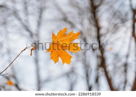 Similar – Image, Stock Photo last leaves Nature Plant