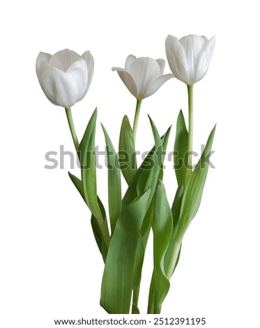 Similar – Foto Bild Weiße Tulpen auf rotem Hintergrund