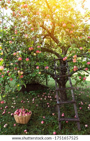 Image, Stock Photo Apple tree with many ripe red juicy apples in orchard. Harvest time in countryside. Apple fresh healthy fruits ready to pick on fall season