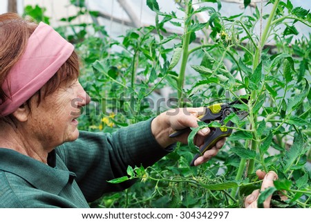 Senior woman looks after after tomatoes in the greenhouse