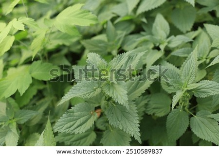 Similar – Image, Stock Photo Nettle as background