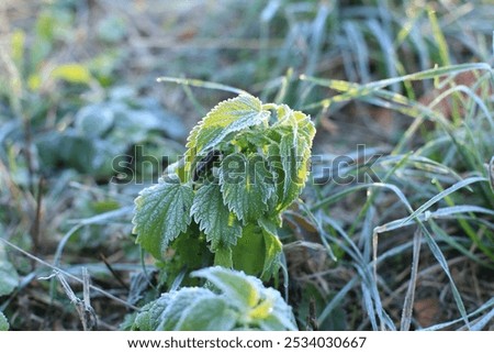 Similar – Foto Bild Raureif auf Brennnesselblätter