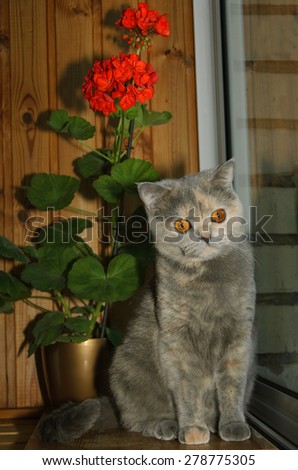 British Shorthair cat and pelargonium flower near the window