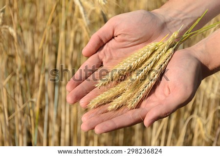 Man holding ears of wheat on a background a wheat field