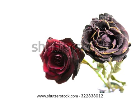 wilting roses. one fresh and one dry rose flower