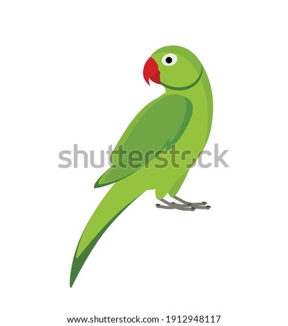 green indian parrot isolated on white background