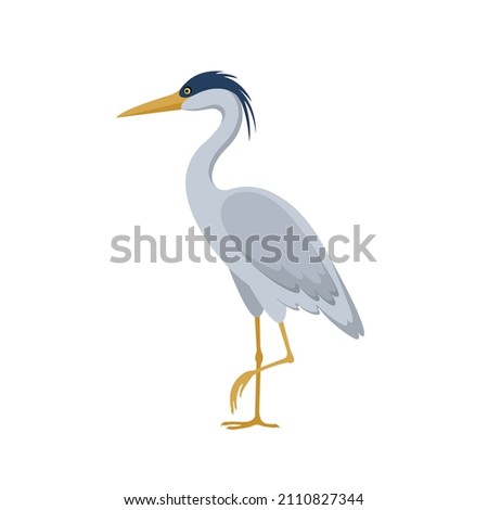 Gray heron standing on one leg isolated on white background