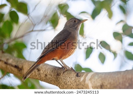 Image, Stock Photo Thrush in tree