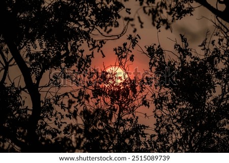 Foto Bild Sonnenaufgang  durch Geäst