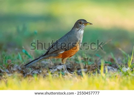 Similar – Image, Stock Photo Thrush in tree