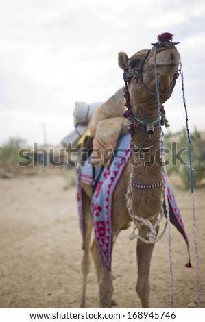 Camels on the Sam Sand Dune, Jaisalmer, Thar Desert, India