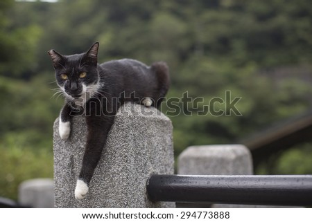 HOUTONG, TAIWAN - MAY 2: A cat is resting in the old shopping street near Houtong station, Houtong, Taiwan on May 2, 2015. Houtong is famous cat village in Taiwan.
