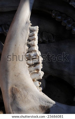 A closeup photo of an old jaw bone left out in the weather and deteriorating, showing the decaying teeth of this large animal