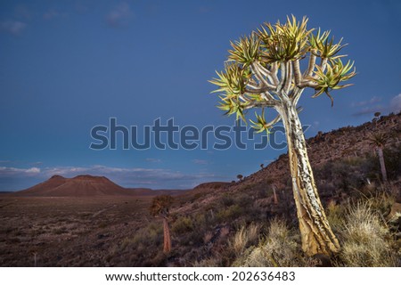 Northern Cape quiver tree