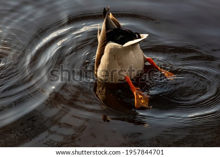 Similar – Image, Stock Photo Mallard on a freshly trimmed pollard willow