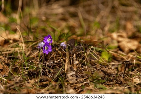 Similar – Foto Bild Frühlingsbbote Umwelt