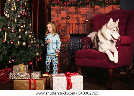 little girl and siberian husky dog playing with presents in christmas decorations 348302765 - Husky Christmas Decoration little girl and siberian husky dog playing with presents in christmas decorations 348302765 - Husky Christmas Decoration