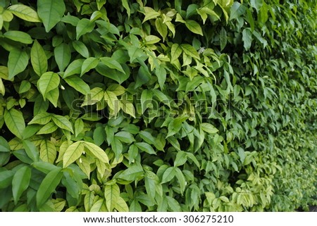 Ornamental shrubs ,Wall shrubs in outdoor