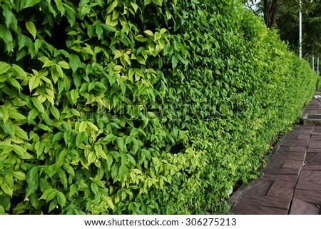 Ornamental shrubs ,Wall shrubs in outdoor