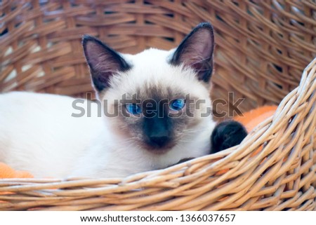 Shutterstock Puzzlepix