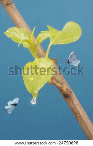 Butterflies turn around first spring sheet with dewdrop