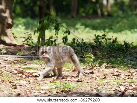 Long-tailed macaques (Macaca fascicularis)in Sacred Monkey Forest in Ubud Bali Indonesia.