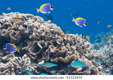 Indian ocean. Underwater world.