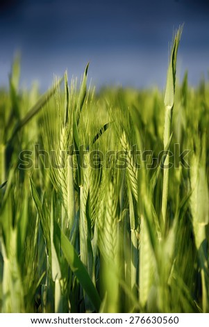 Ears of wheat. Background of fresh spring Green yellow wheat field ears close up with shallow depth Nature backdrop. Dramatic sky interpretation. HDR