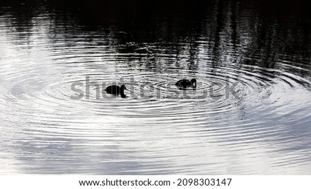 Image, Stock Photo Black duck on lake in mountains