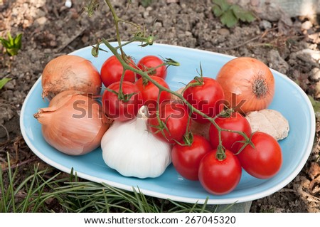Blue plate with onions, garlic, tomatoes and ginger standing on garden soil with leafs of crocuses