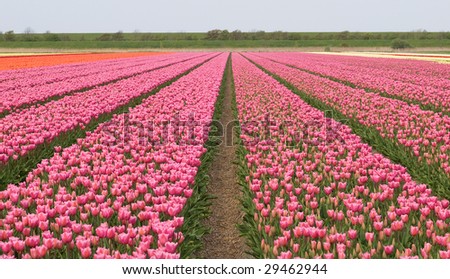 A dutch tulip bulb field with beautiful pink tulips