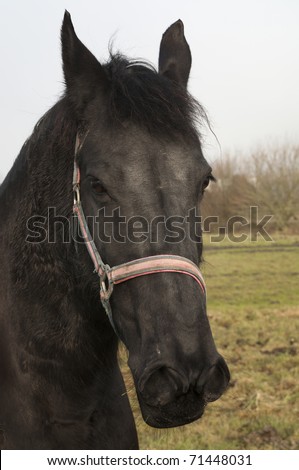 Portrait of a beautiful black Frisian riding horse