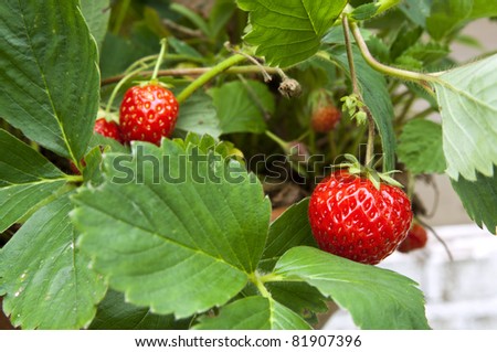 Strawberry plant with strawberries hanging between the leafs