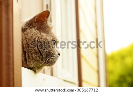 Grey british short hair cat peeping out of the window of cottage