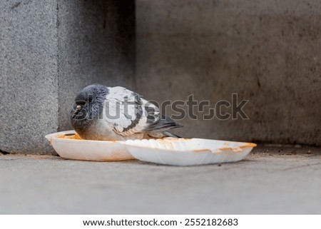Similar – Image, Stock Photo Wild area Container