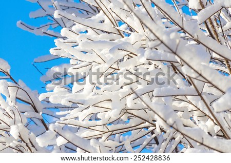 Branches in the snow forest winter sky winter forest trees branches snow frost