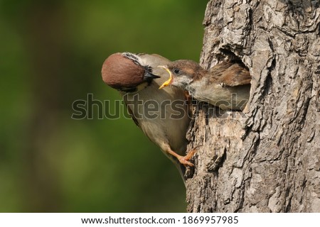 Shutterstock Puzzlepix