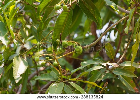 green mango soft fruits.